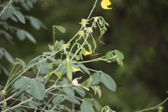 Crotalaria laburnifolia